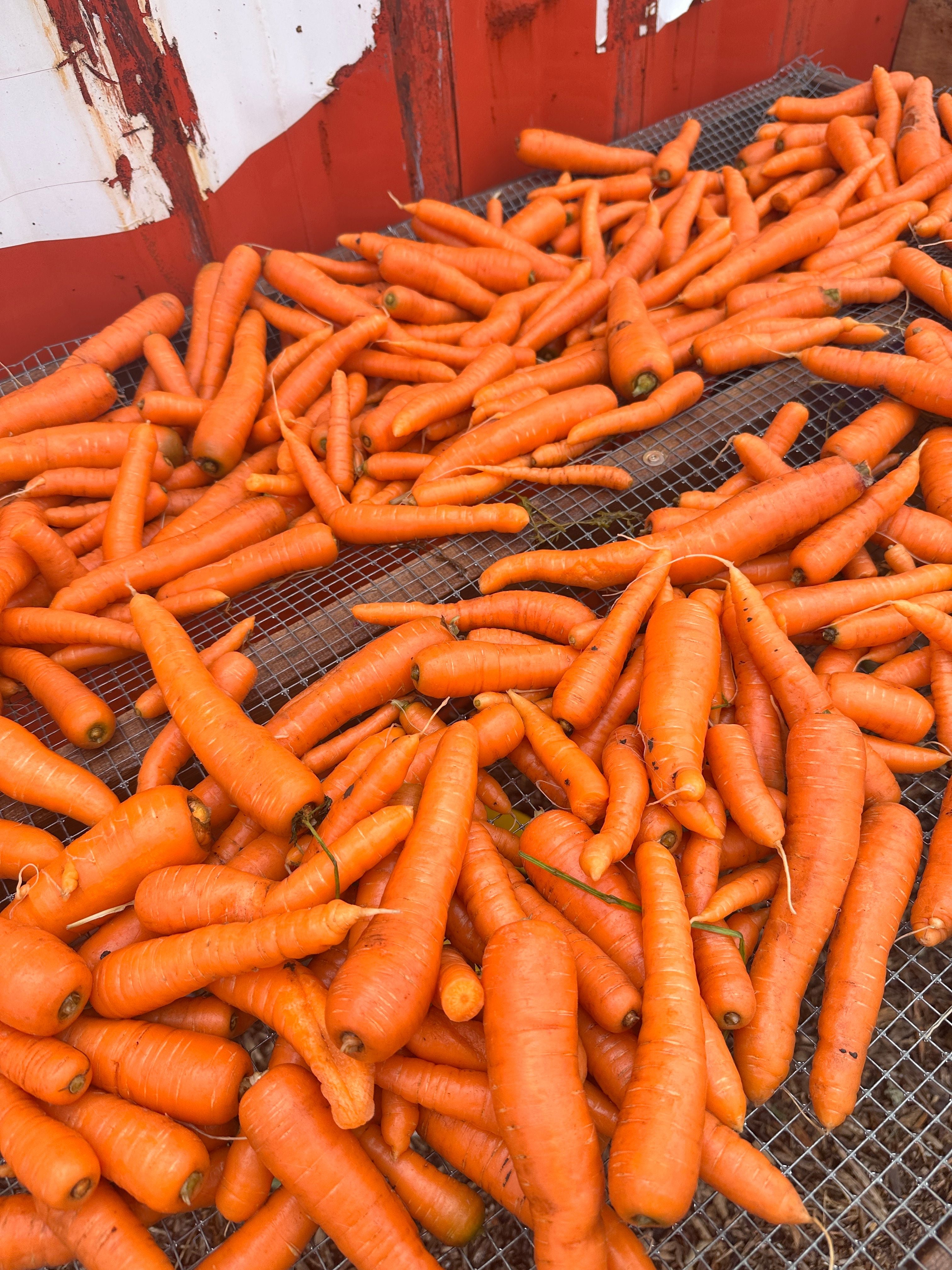 Carrots ( 1lb )