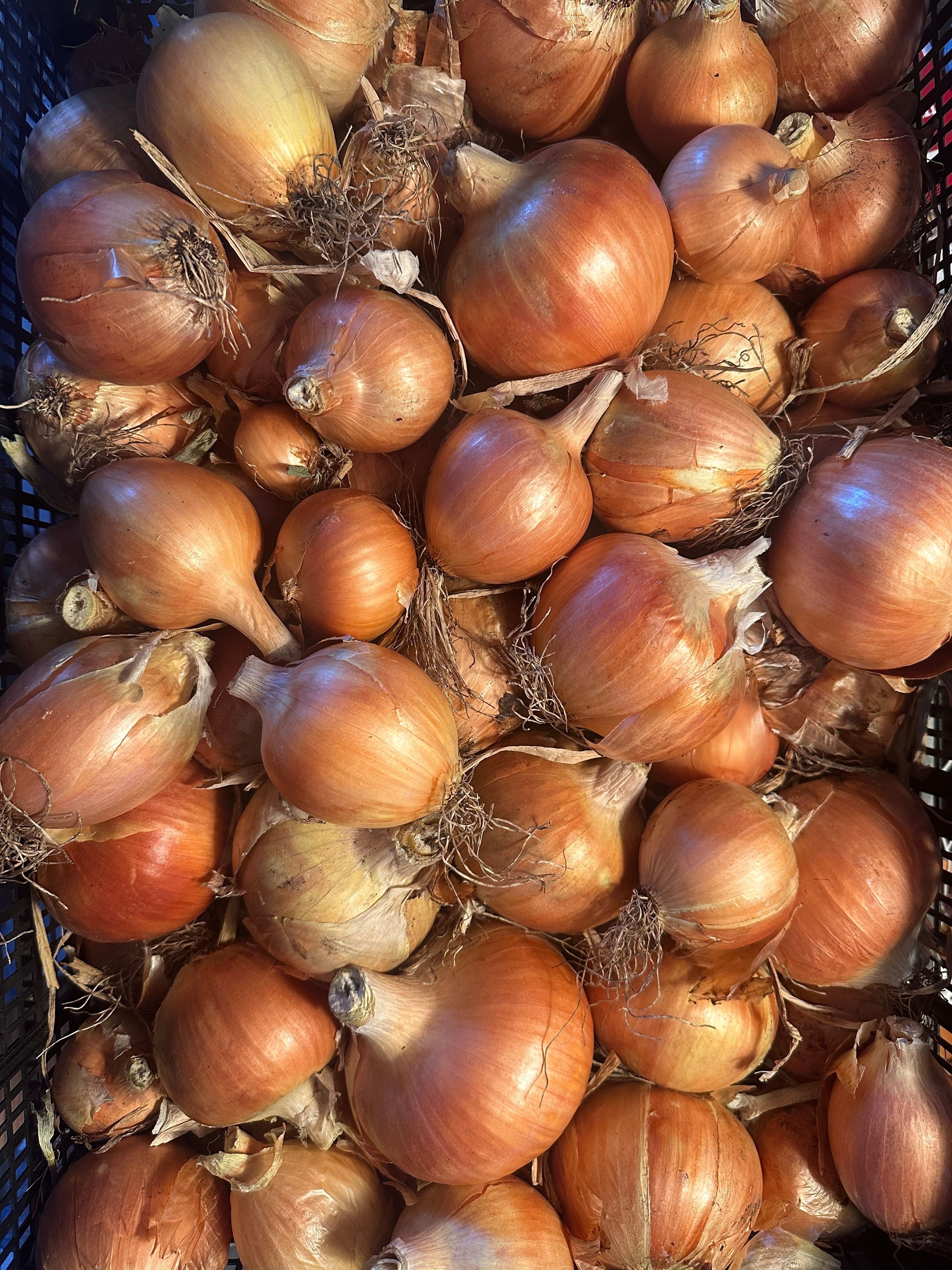 Onion ( 1lb )