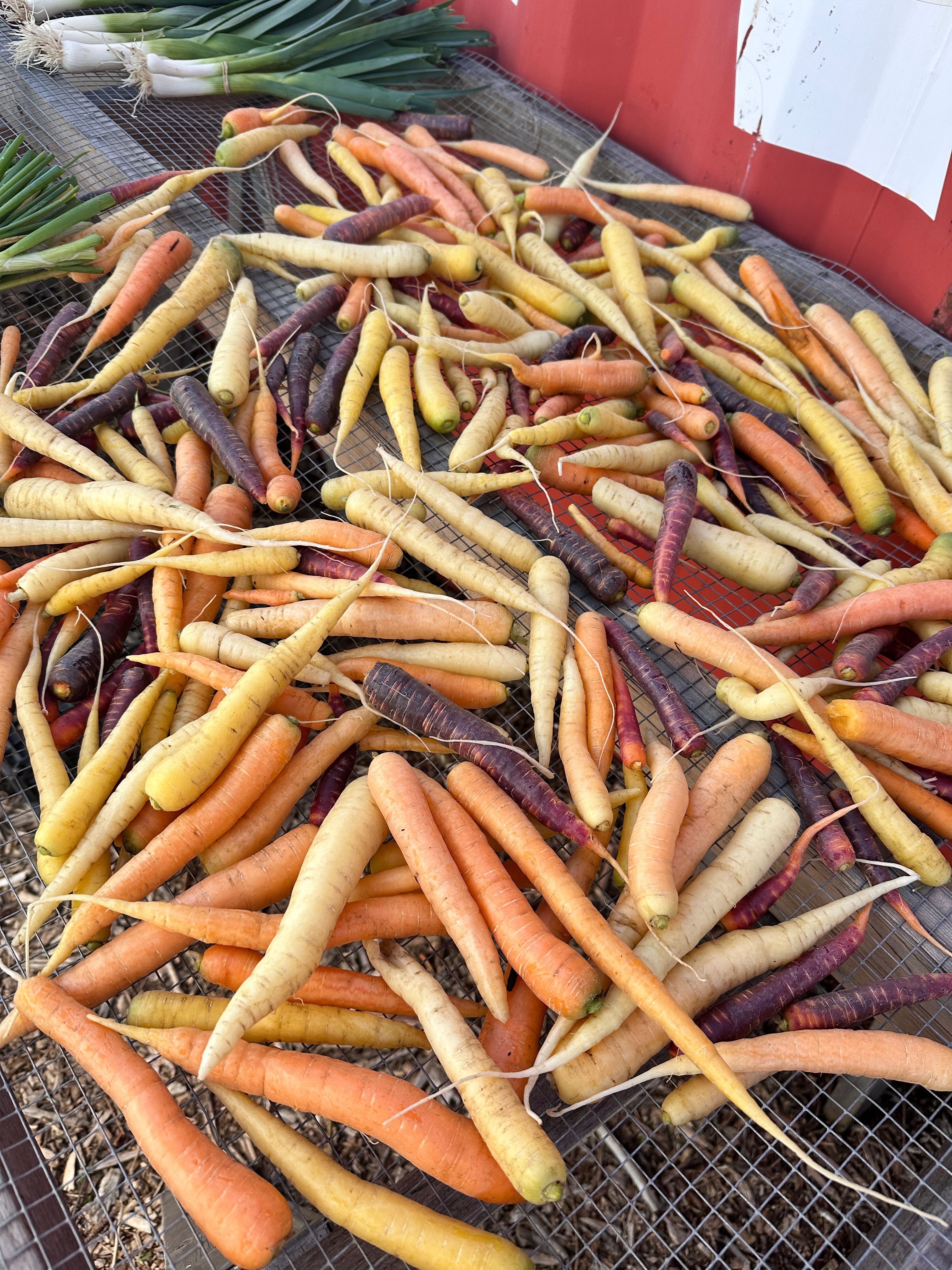 Rainbow Carrots ( 1lb )